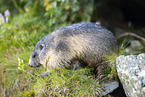 alpine marmot