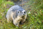 alpine marmot