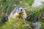 alpine marmot