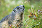alpine marmot