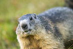 alpine marmot