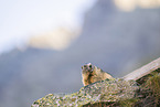 alpine marmot