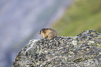 alpine marmot