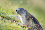 alpine marmot