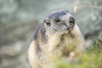 alpine marmot