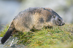 alpine marmot