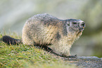 alpine marmot