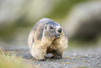 alpine marmot