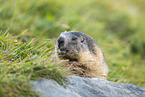 alpine marmot