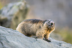 alpine marmot