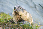 alpine marmot