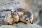 alpine marmot