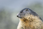 alpine marmot