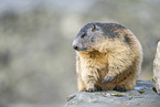 alpine marmot