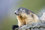 alpine marmot