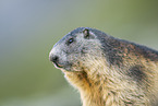 alpine marmot