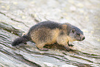 alpine marmot