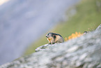 alpine marmot