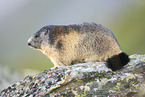 alpine marmot