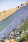 alpine marmot