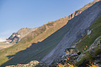 alpine marmot