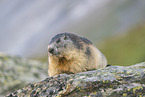 alpine marmot