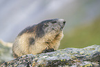 alpine marmot