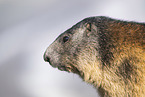 alpine marmot