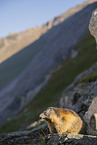 alpine marmot