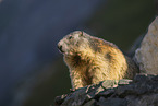 alpine marmot
