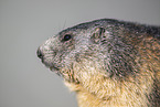 alpine marmot