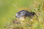 alpine marmot