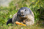 alpine marmot