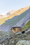 alpine marmot