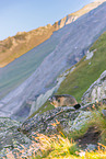 alpine marmot