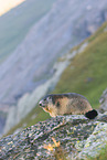 alpine marmot