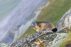 alpine marmot