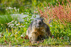 alpine marmot