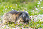 alpine marmot