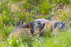 alpine marmot