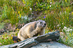 alpine marmot