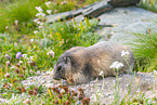 alpine marmot