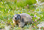 alpine marmot