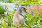 alpine marmot