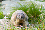 alpine marmot