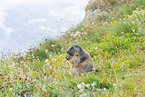 alpine marmot