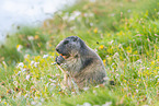 alpine marmot