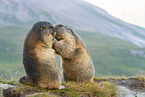 alpine marmot