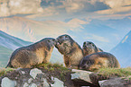 alpine marmot