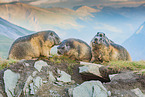 alpine marmot